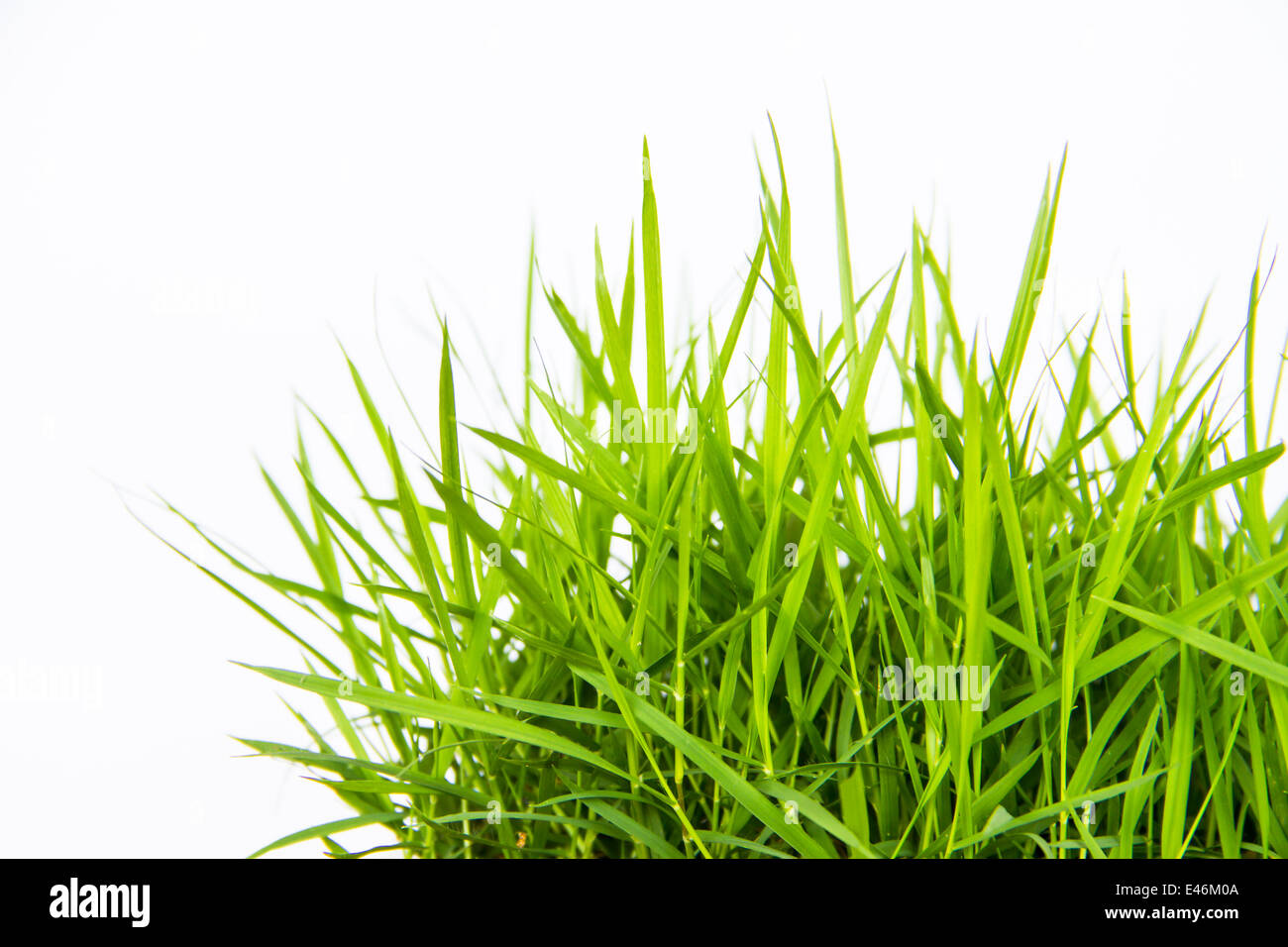 Green grass isolate on white background Stock Photo - Alamy