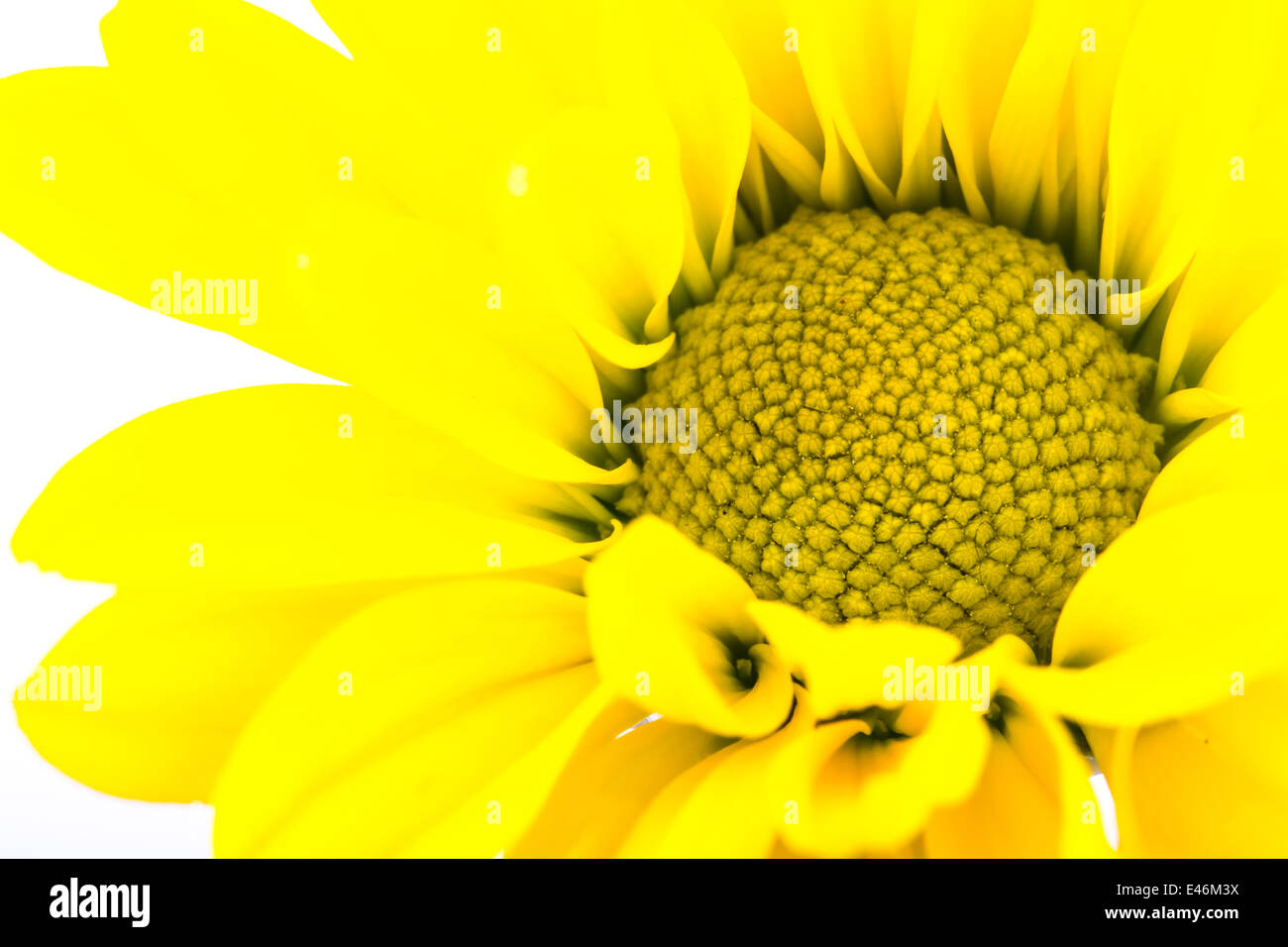 Close up yellow flower hi-res stock photography and images - Alamy