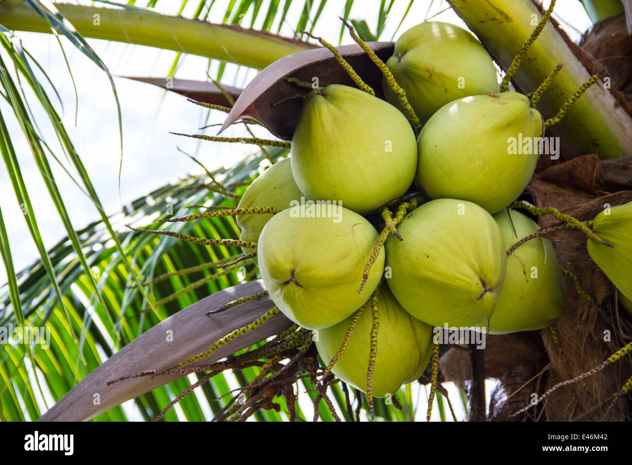 Green coconut at palm tree Stock Photo Alamy
