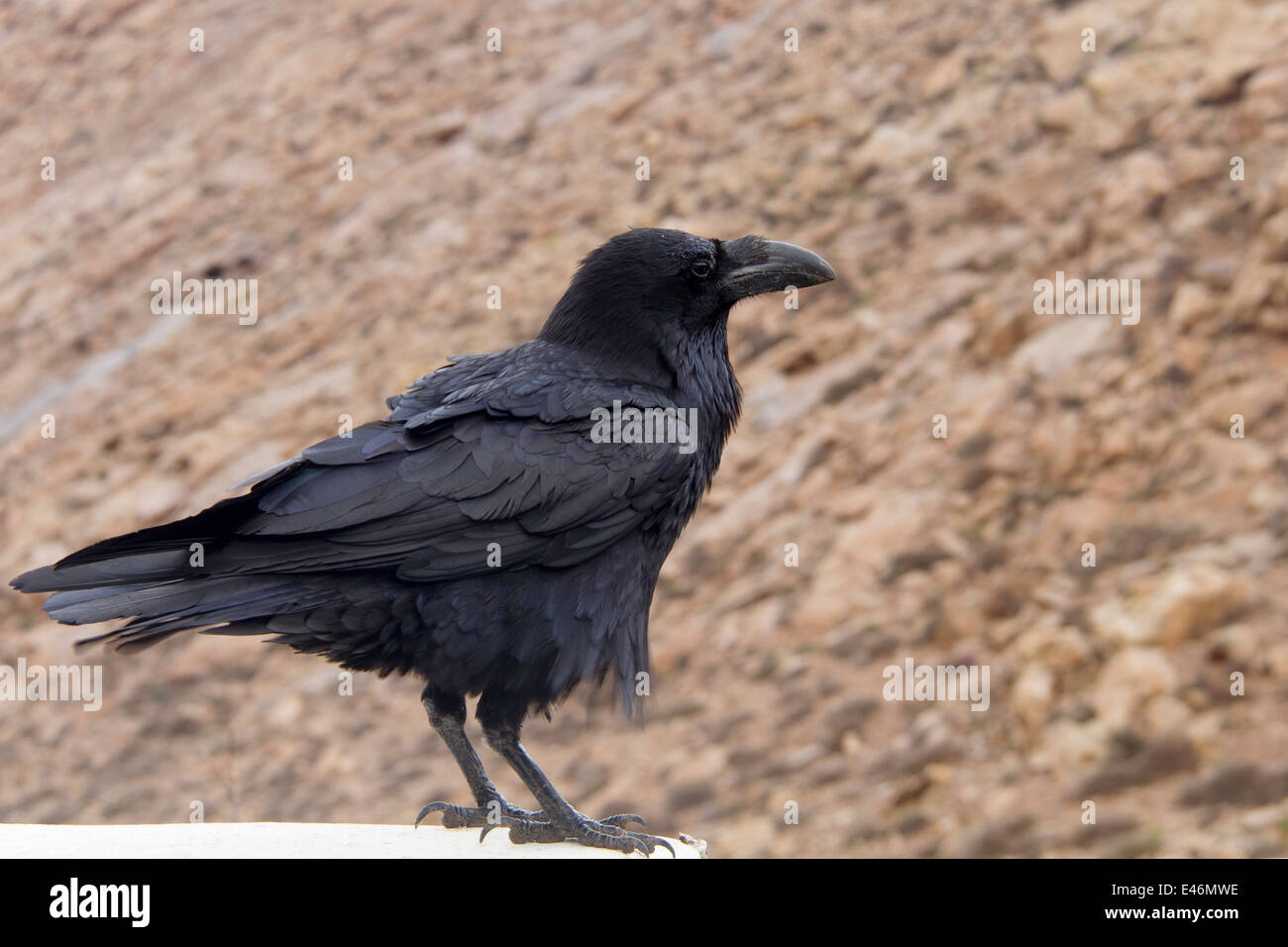 Raven perched on a ledge Stock Photo
