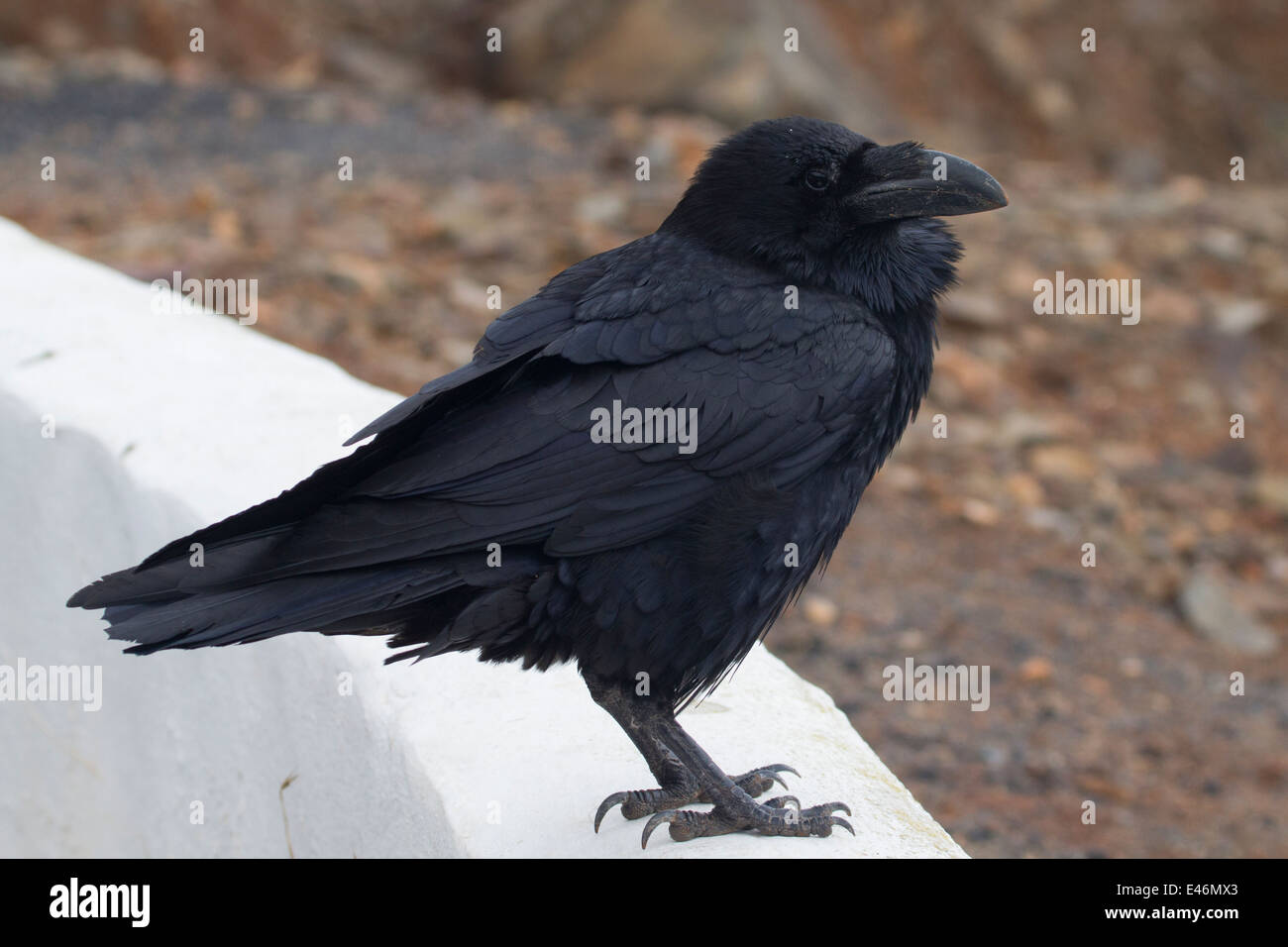 Raven perched on a ledge Stock Photo