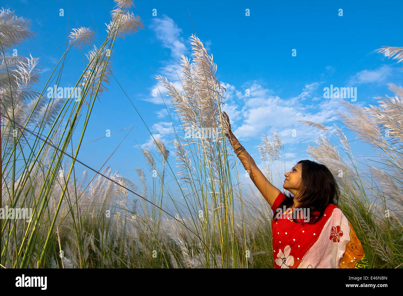 Kash flower hi-res stock photography and images - Alamy Kash flower hi-res stock photography and images - Alamy