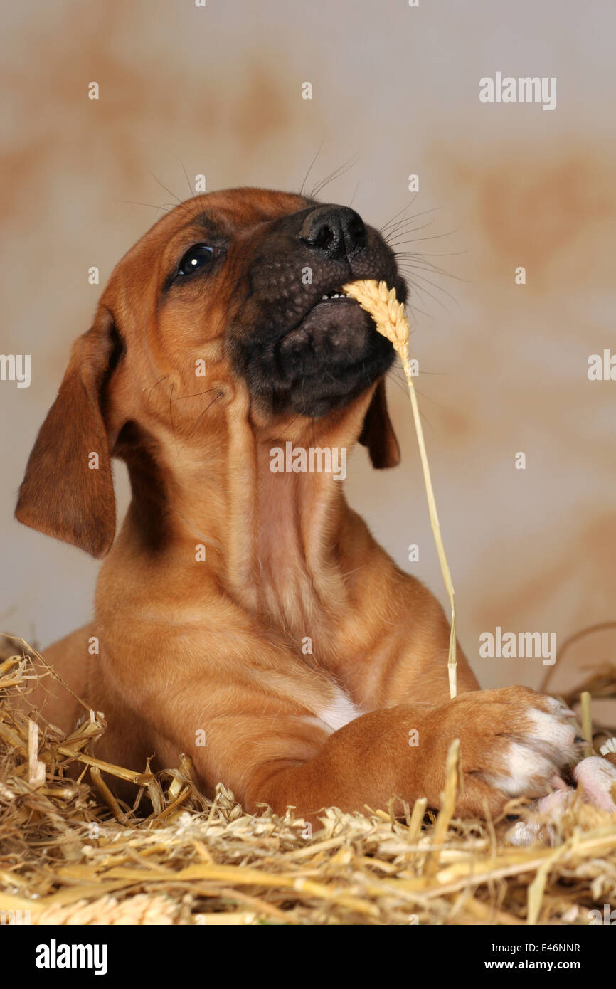 puppy in straw Stock Photo Alamy