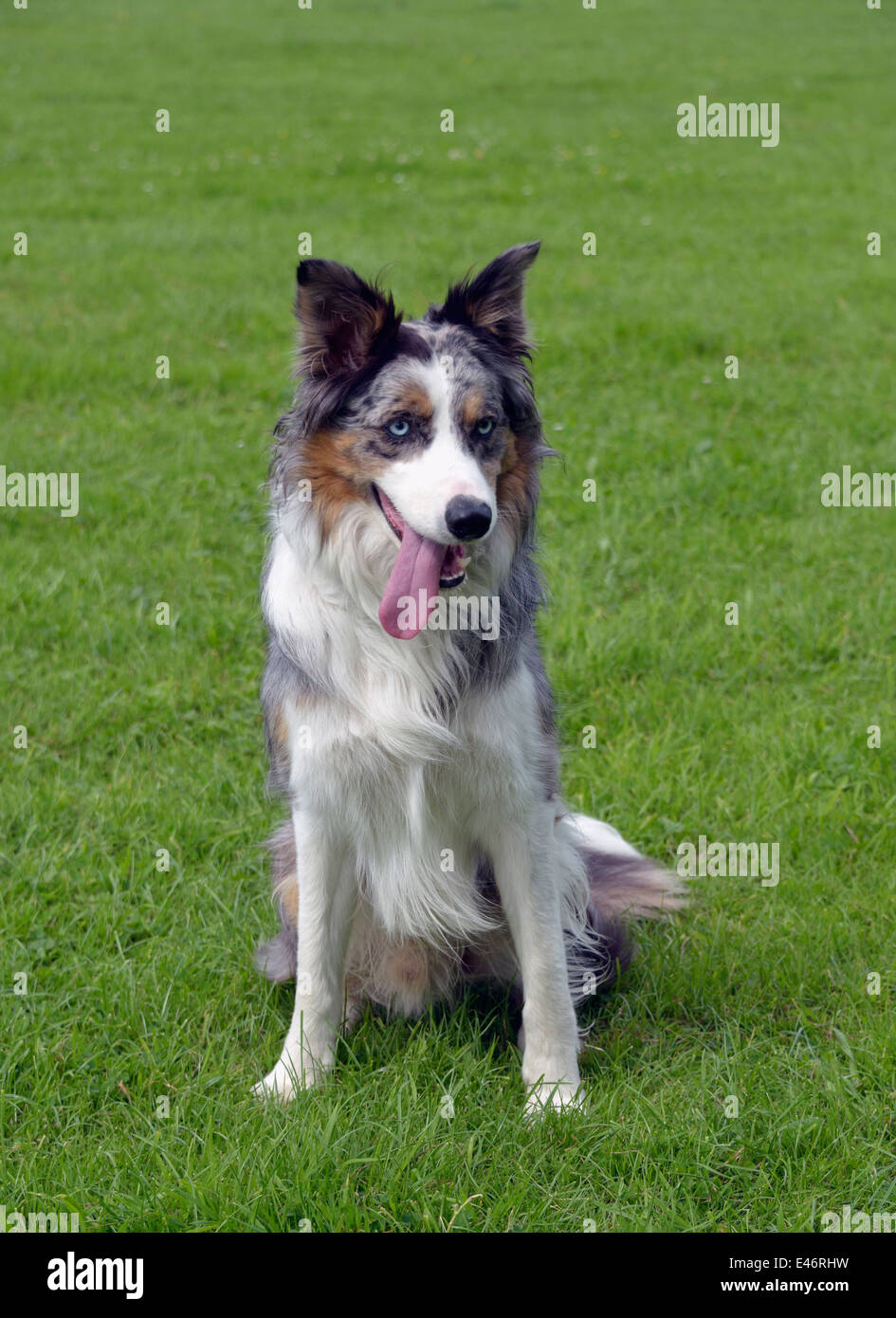 Tricoloured Blue Merle Border Collie dog Stock Photo Alamy