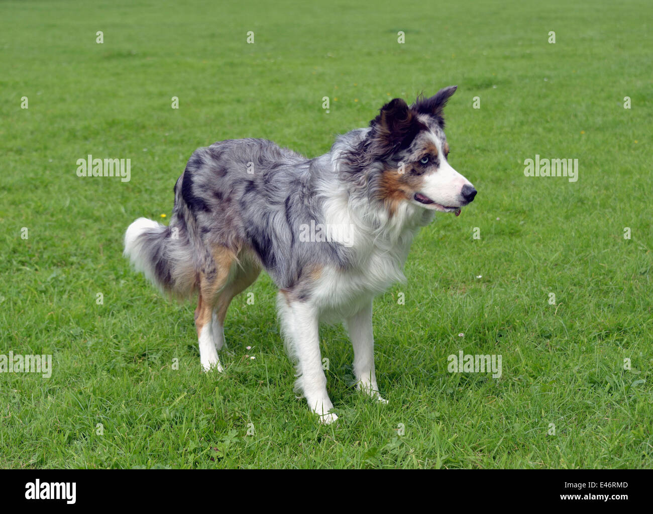 Tricoloured Blue Merle Border Collie dog. Stock Photo