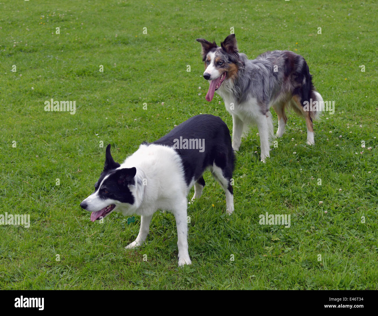 black merle border collie