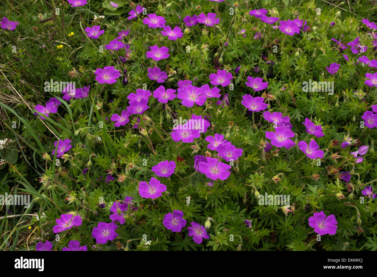 Bloody Cranesbill. Widespread but uncommon plant of lime rich habitats and dunes Stock Photo