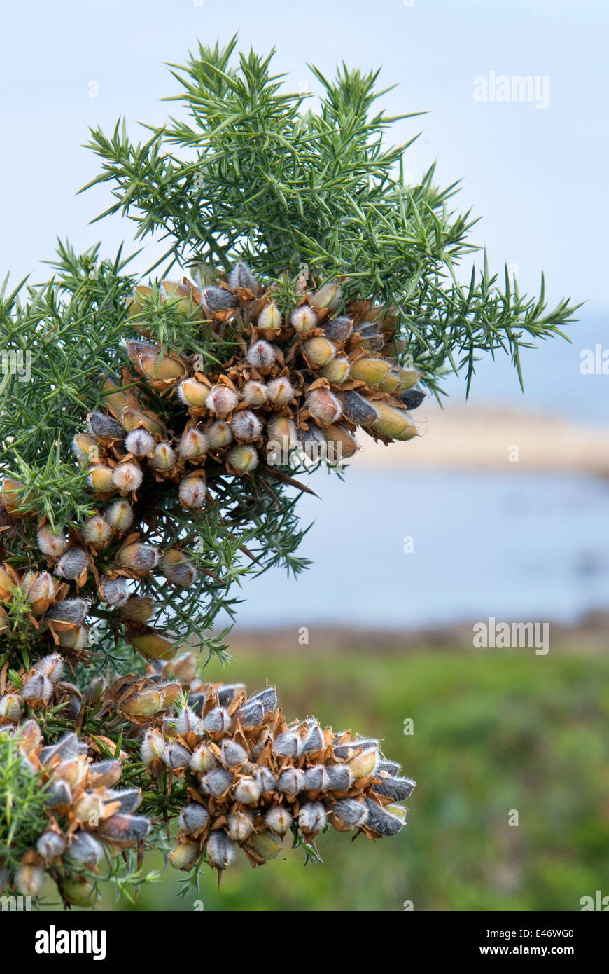 detail of a coniferous plant seen in Brittany, France Stock Photo