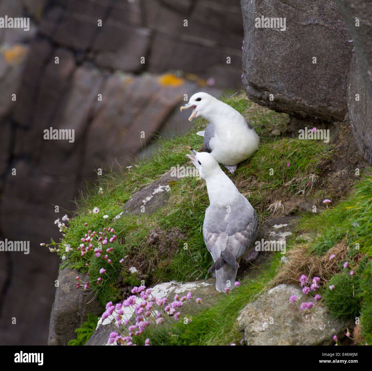 Fulmars at Neist Point, Isle of Skye Stock Photo