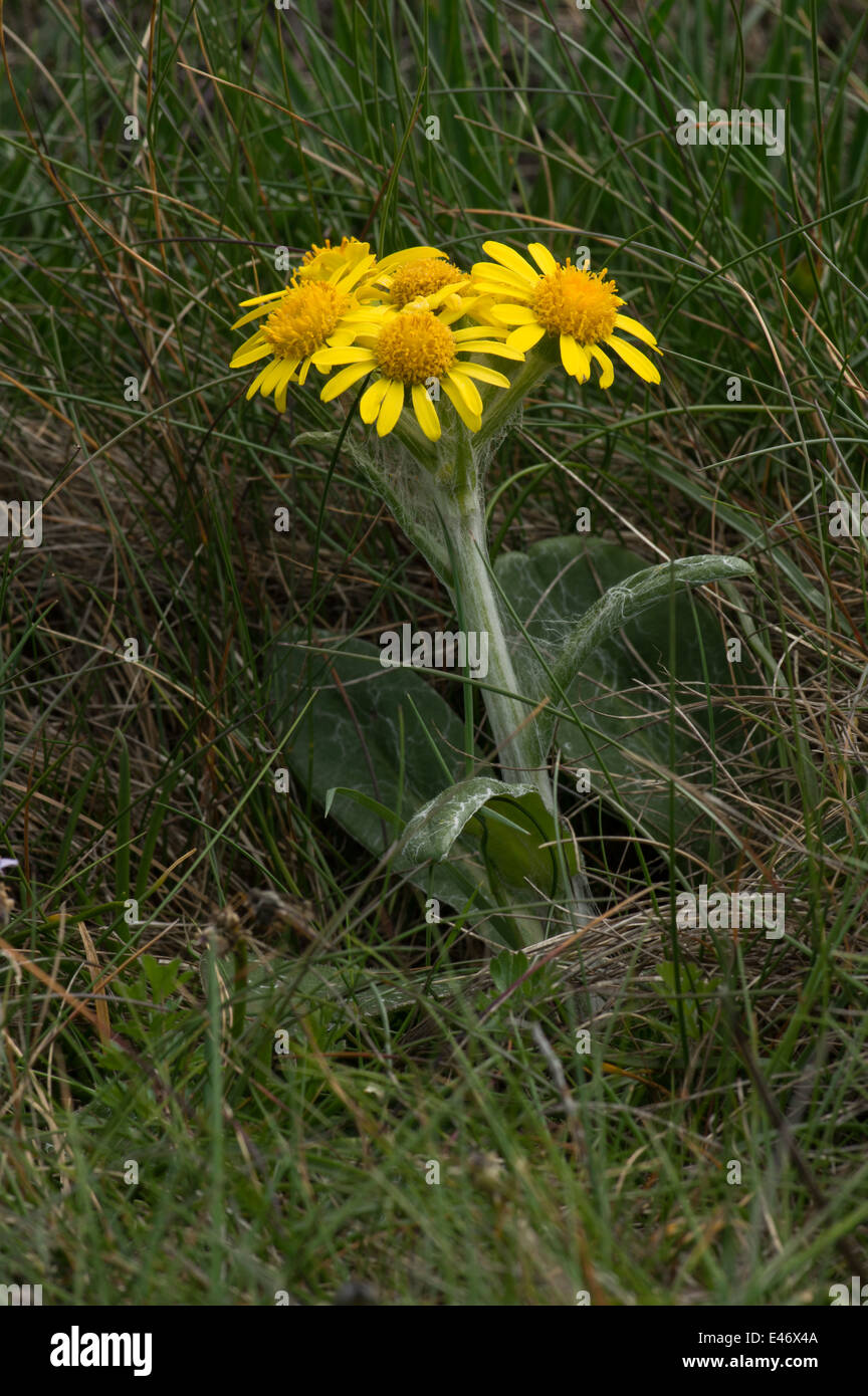 A rare and endangered plant, this sub species only found on Anglesey. Stock Photo