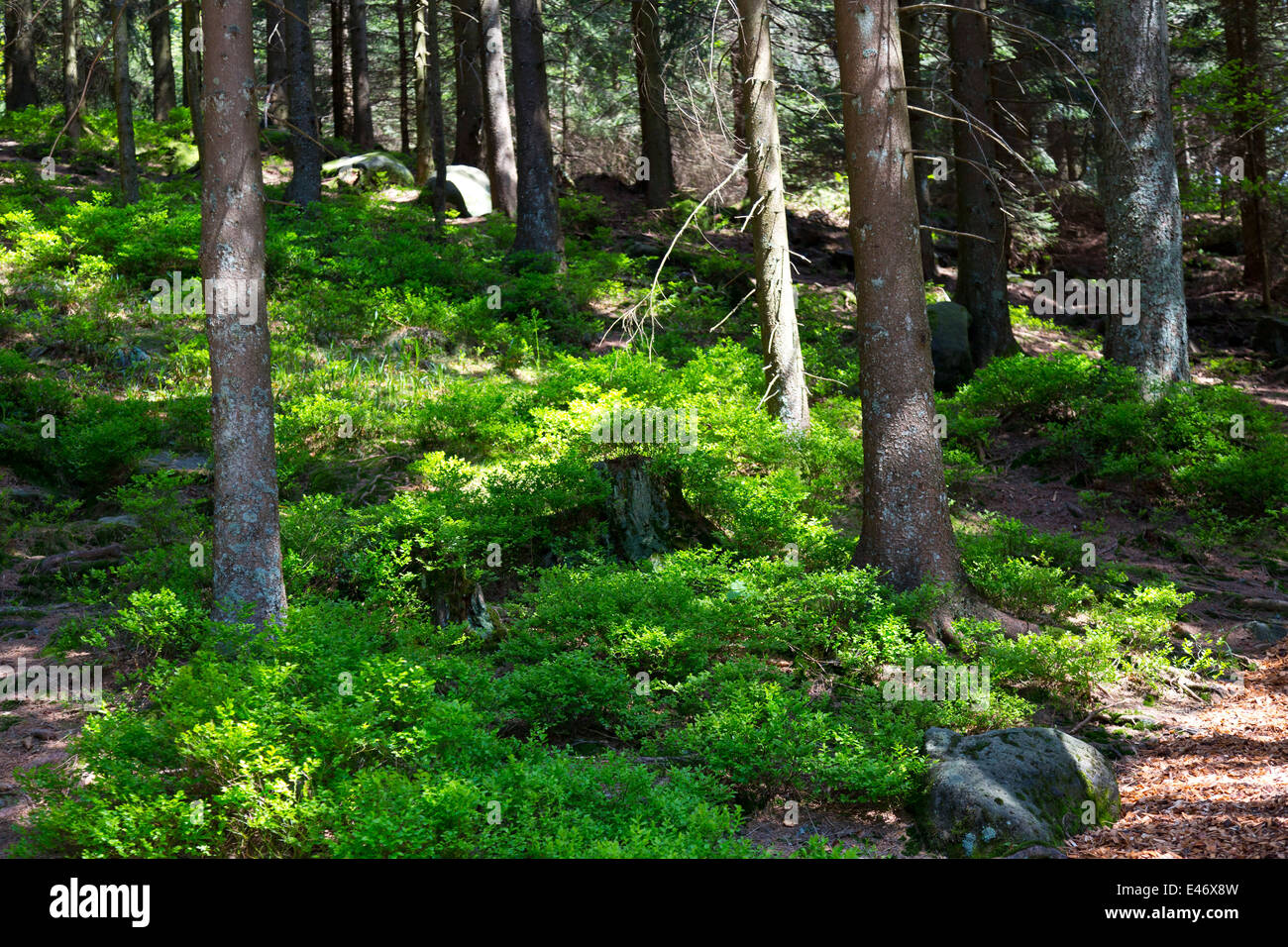 Trees in the Black Forest, Germany Stock Photo Alamy