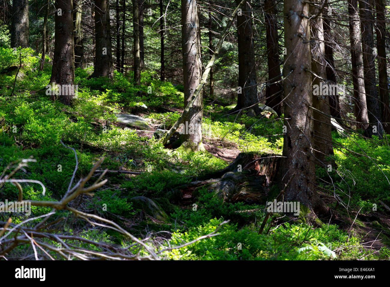 Trees in the Black Forest, Germany Stock Photo Alamy