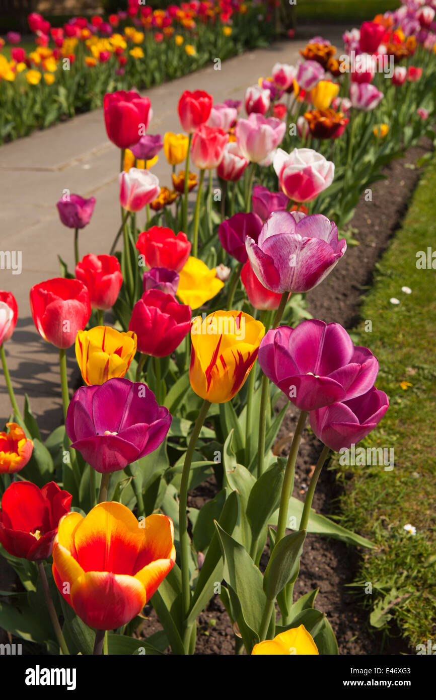 UK, Derbyshire, Peak District, Bakewell, Bath Gardens public park, colourful tulips Stock Photo