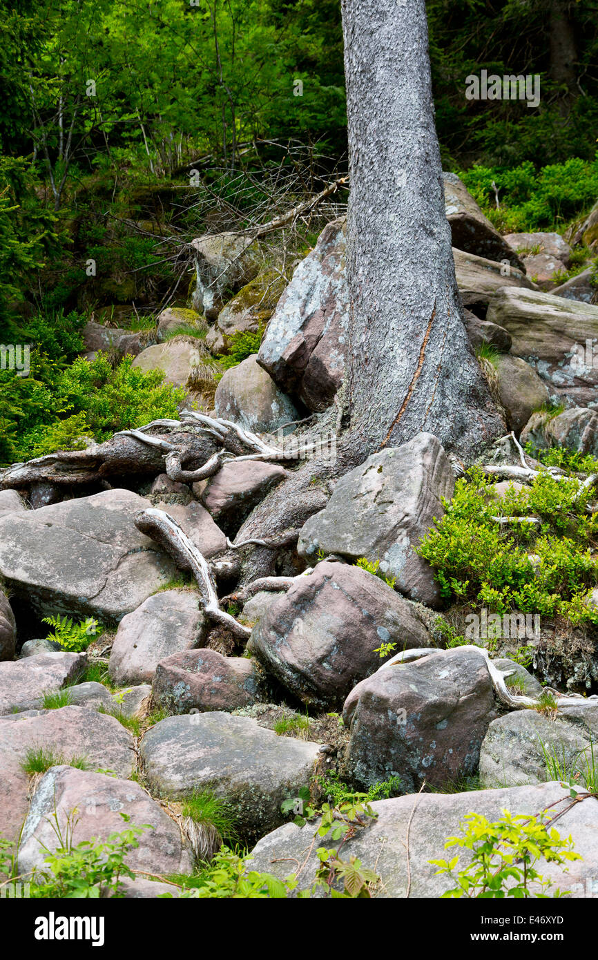 Trees in the Black Forest, Germany Stock Photo Alamy