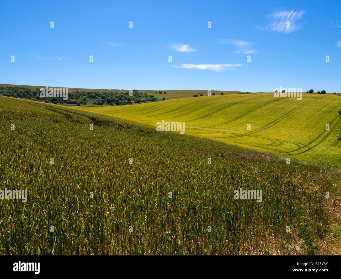 Cornfields on the South Downs near Falmer, Brighton, East Sussex, UK Stock Photo