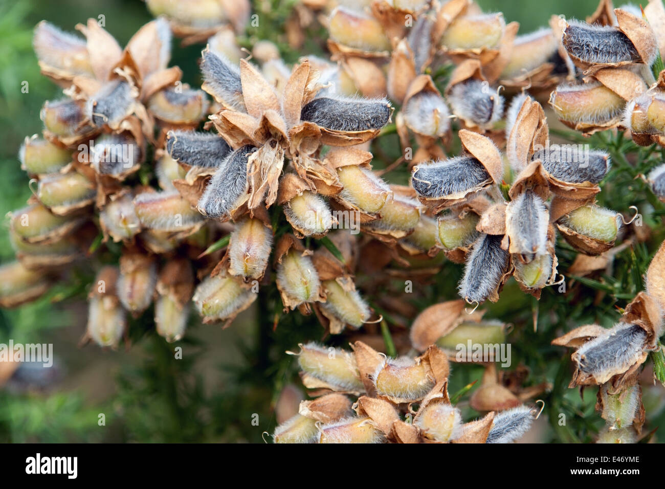 detail of a coniferous plant with seeds seen in Brittany, France Stock Photo
