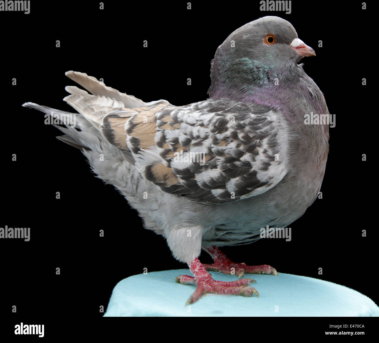 A Modena, a breed of fancy pigeon, at the Faircount Pigeon Show, Ansonia, Connecticut, U.S.A. Stock Photo
