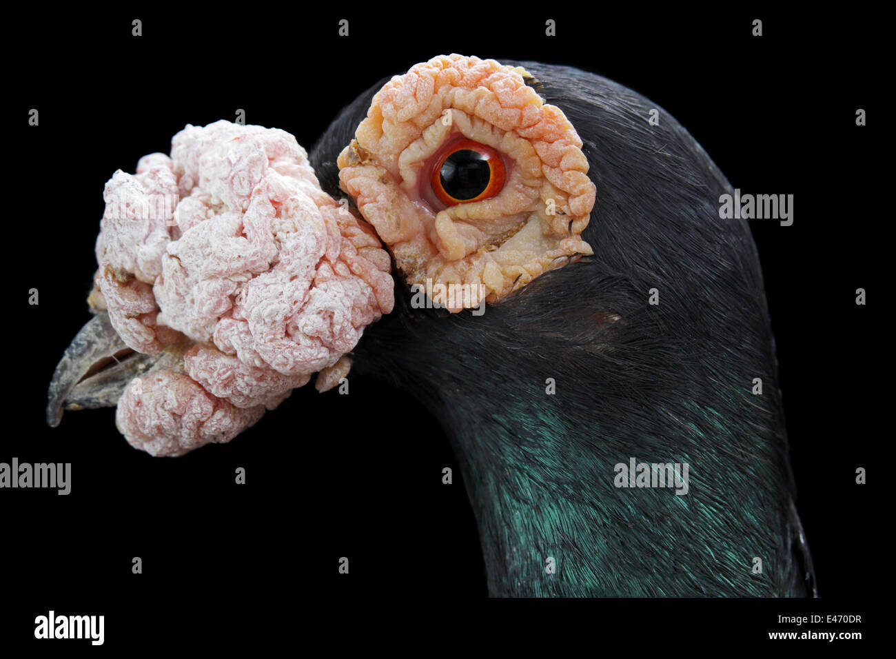 Close-up of the head of an English carrier, a breed of fancy pigeon, at the Faircount Pigeon Show, Ansonia, Connecticut, U.S.A. Stock Photo