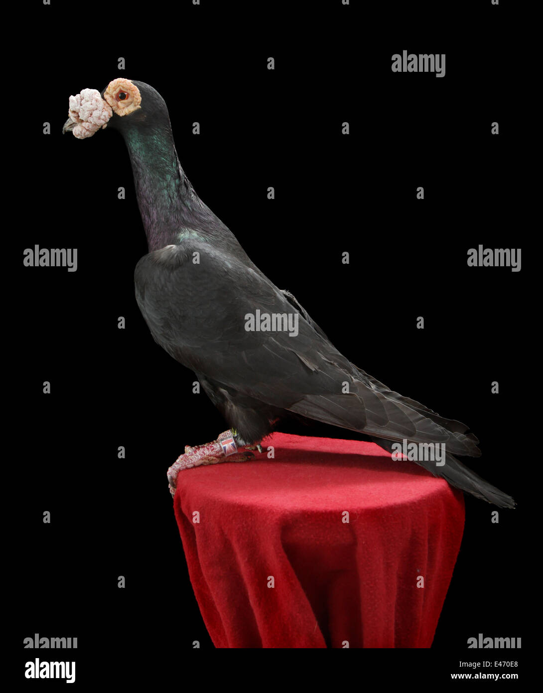 An English carrier, a breed of fancy pigeon, at the Faircount Pigeon Show, Ansonia, Connecticut, U.S.A. Stock Photo