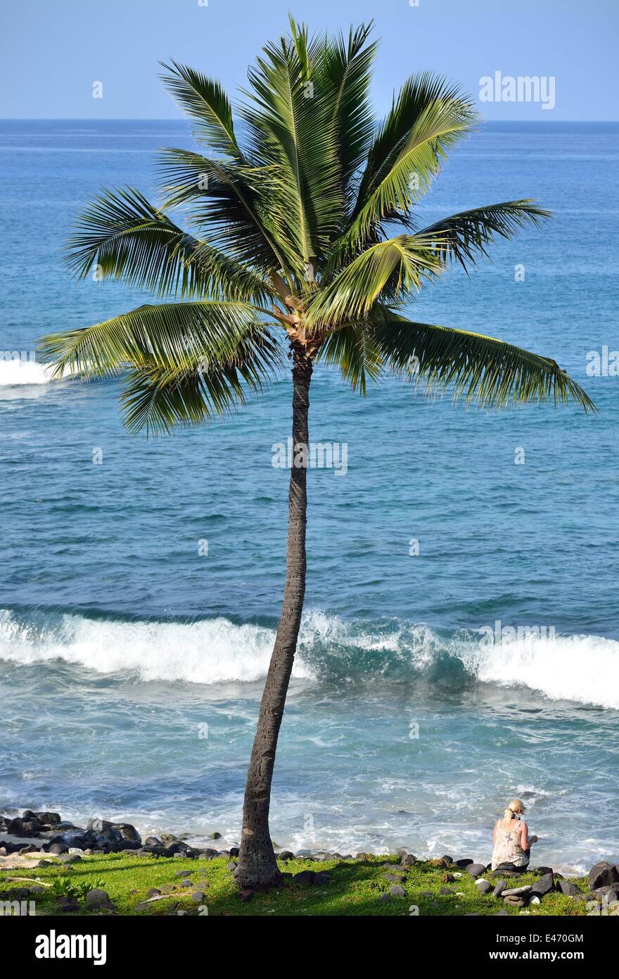 A woman sits under a palm tree at a beach in Kailua Kona (Hawaii Stock