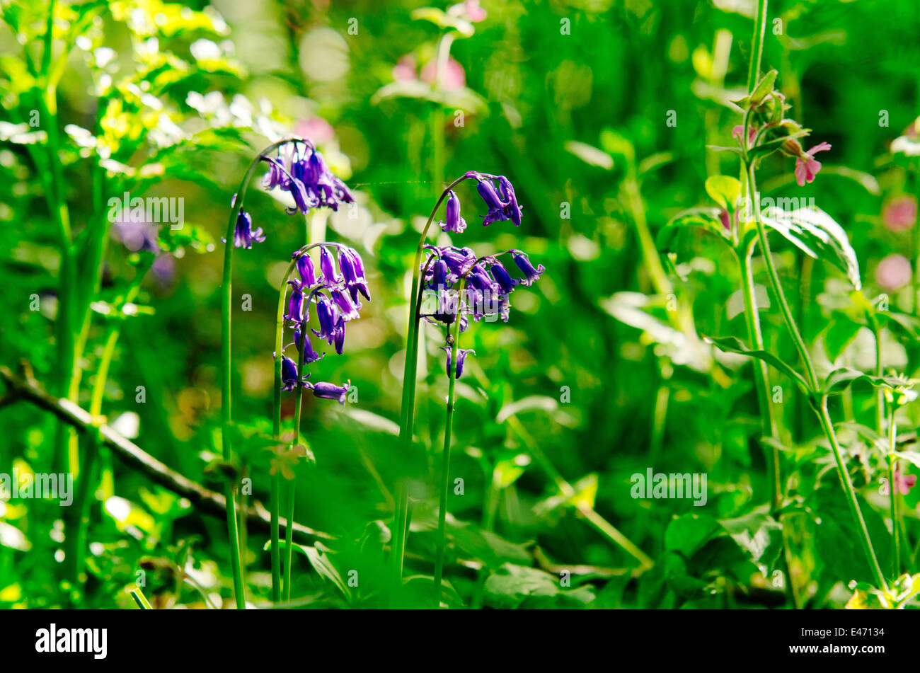 Spring bluebells in abundance on the south west coast path near Mousehole in Cornwall on a sunny spring day. Vibrant green background from the grass Stock Photo