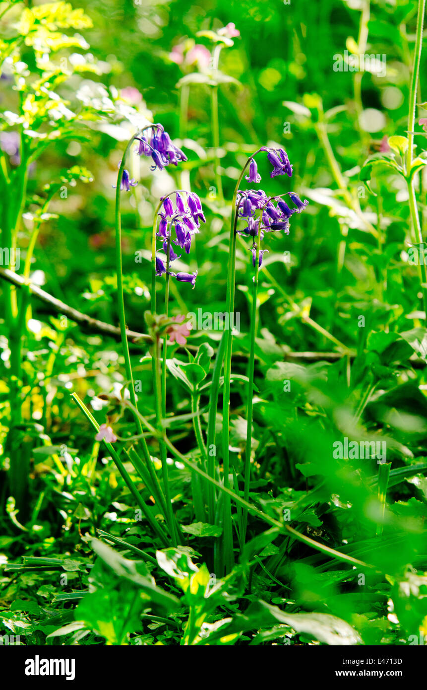 Spring bluebells in abundance on the south west coast path near Mousehole in Cornwall on a sunny spring day. Vibrant green background from the grass Stock Photo