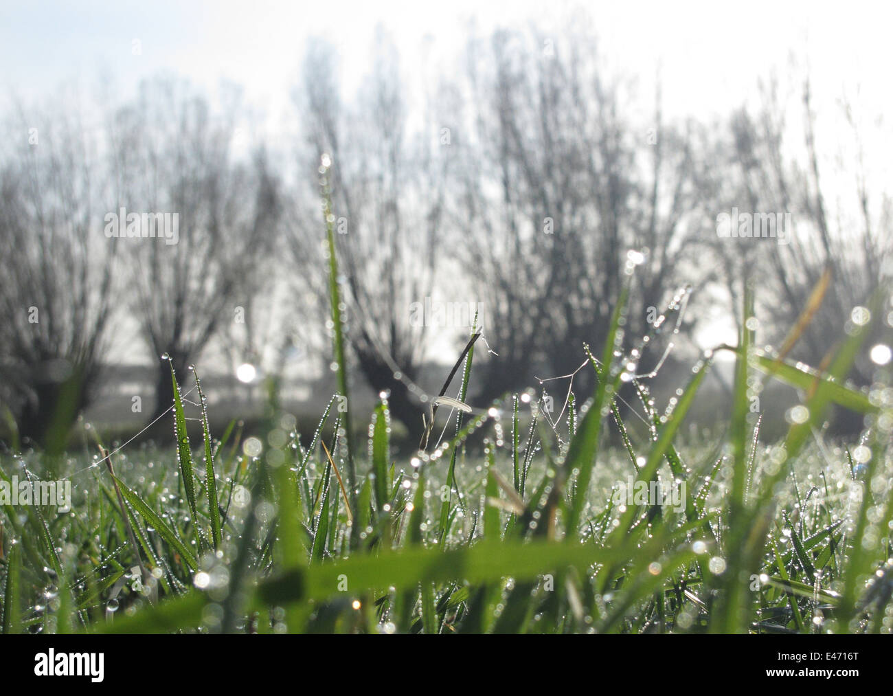 Berlin, Germany, blades of grass with dew and rime Stock Photo