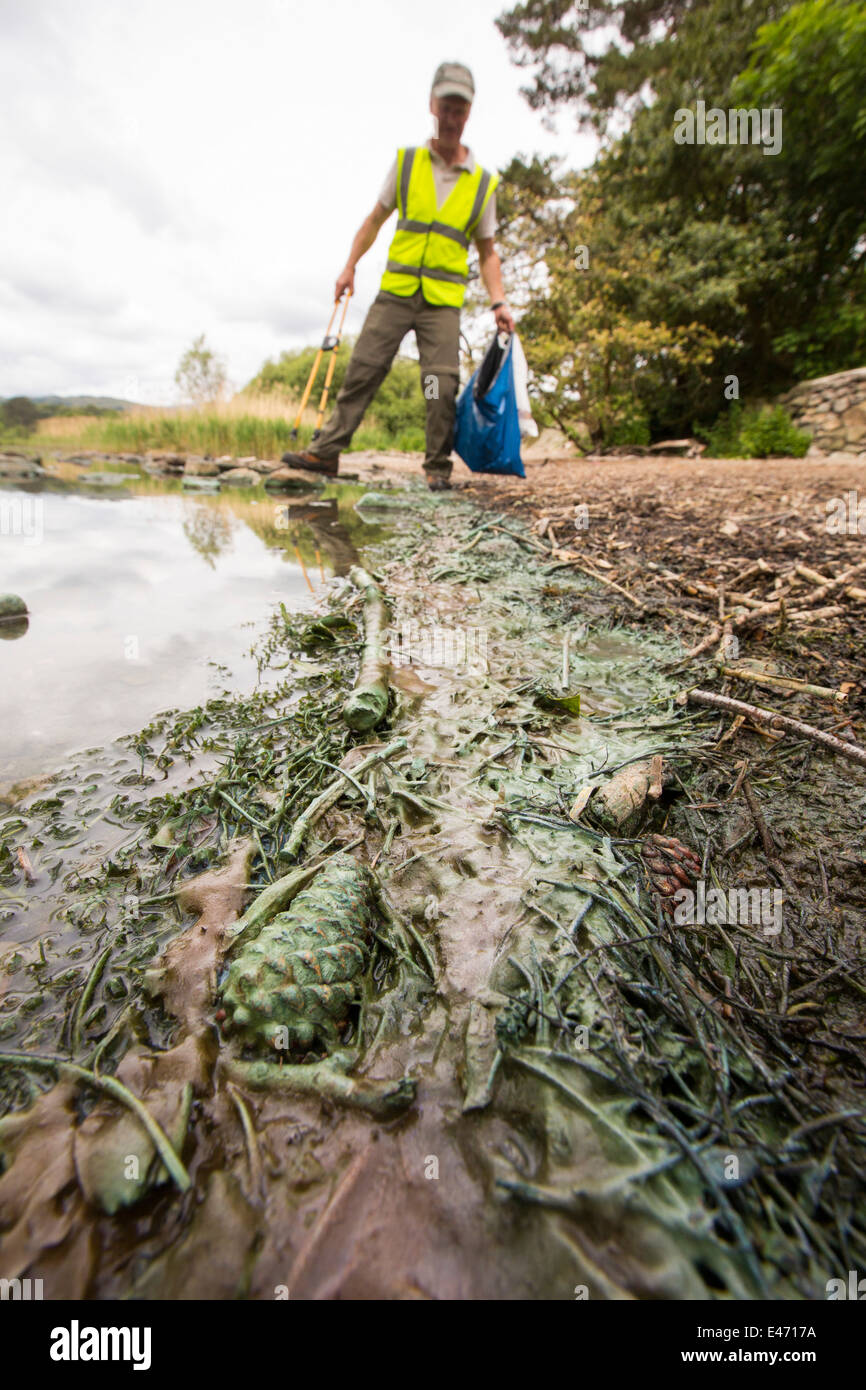 High bacteria blue green algae hi-res stock photography and images - Alamy