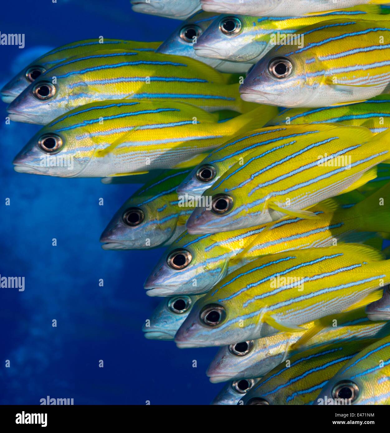 Bluelined snappers, (Lutjanus Kasmira), Palau, Ozeanien April 2014 Stock Photo