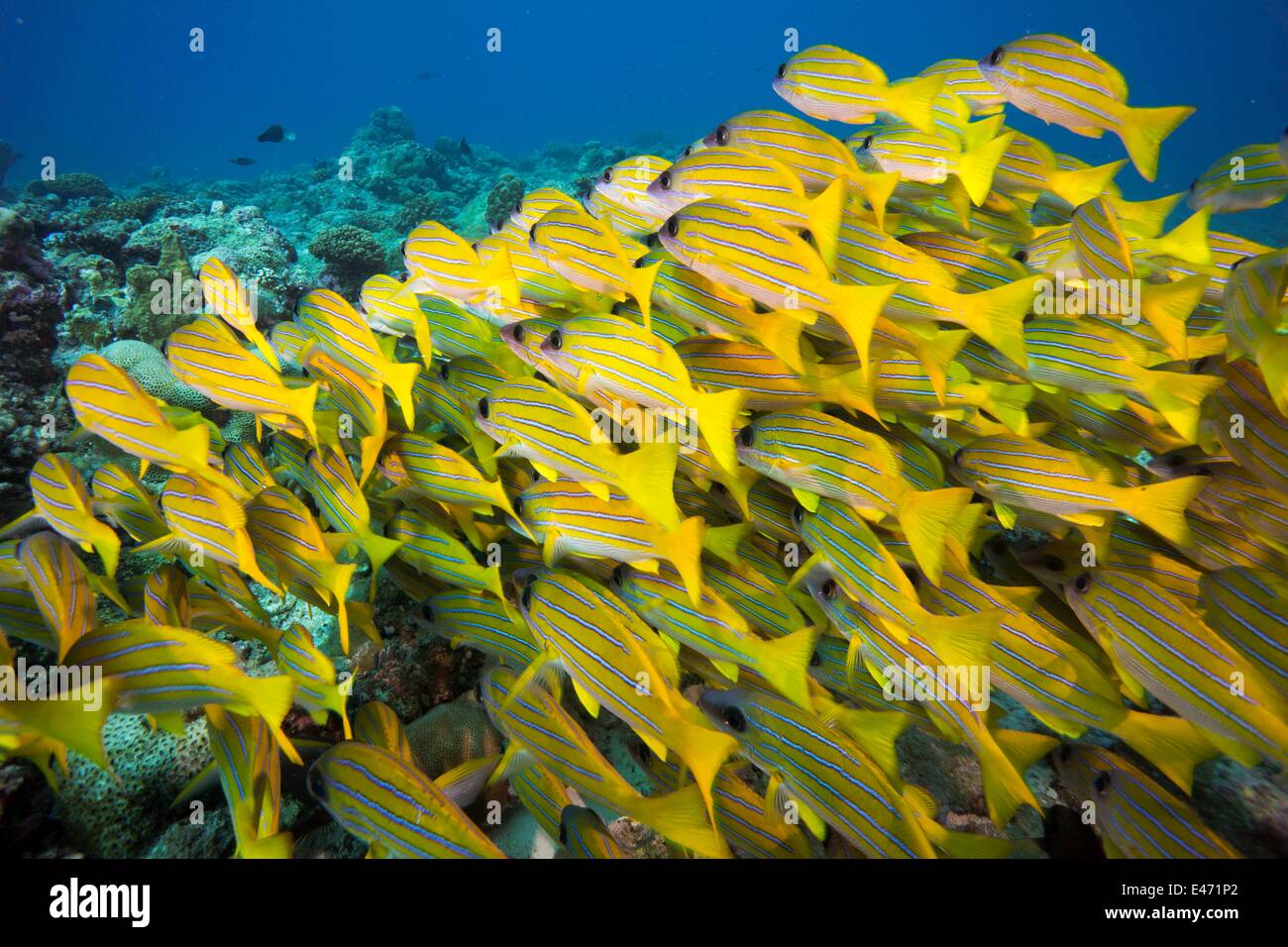 Bluelined snappers, (Lutjanus Kasmira), Palau, Ozeanien April 2014 Stock Photo