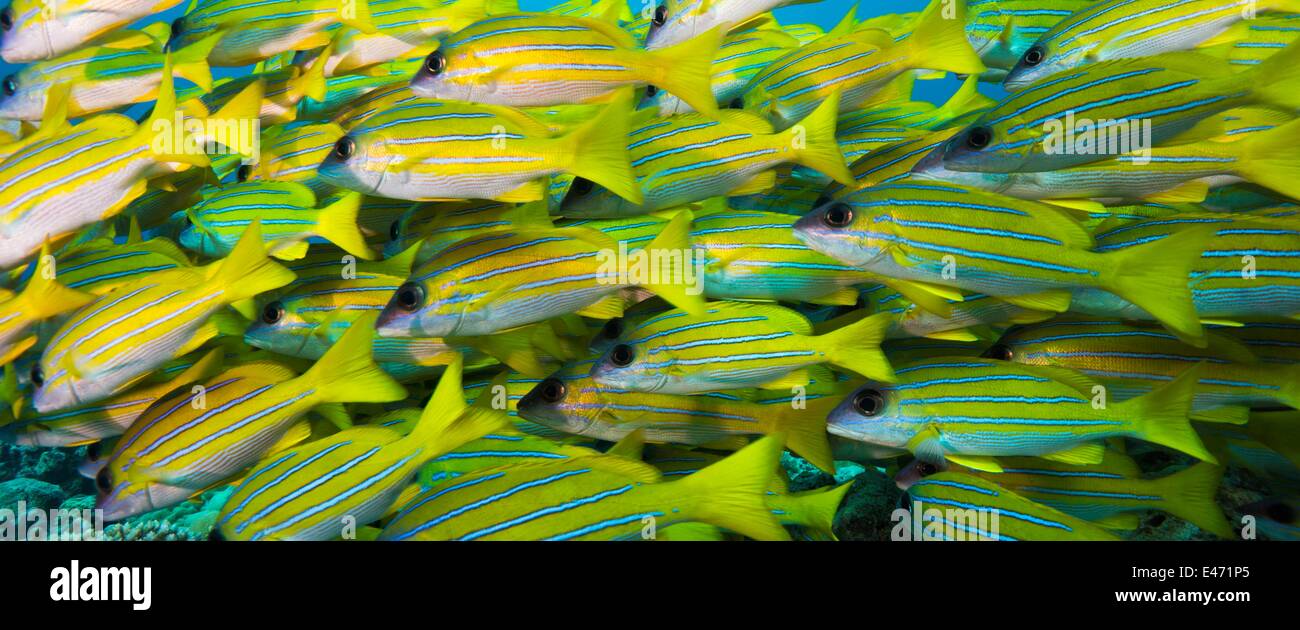 Bluelined snappers, (Lutjanus Kasmira), Palau, Ozeanien April 2014 Stock Photo