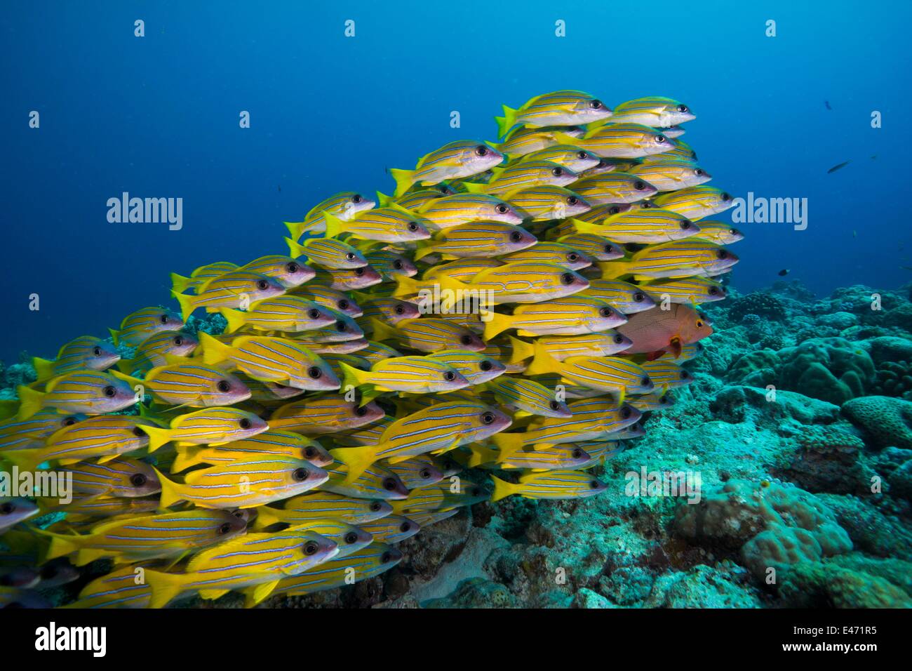 Bluelined snappers, (Lutjanus Kasmira), Palau, Ozeanien April 2014 Stock Photo