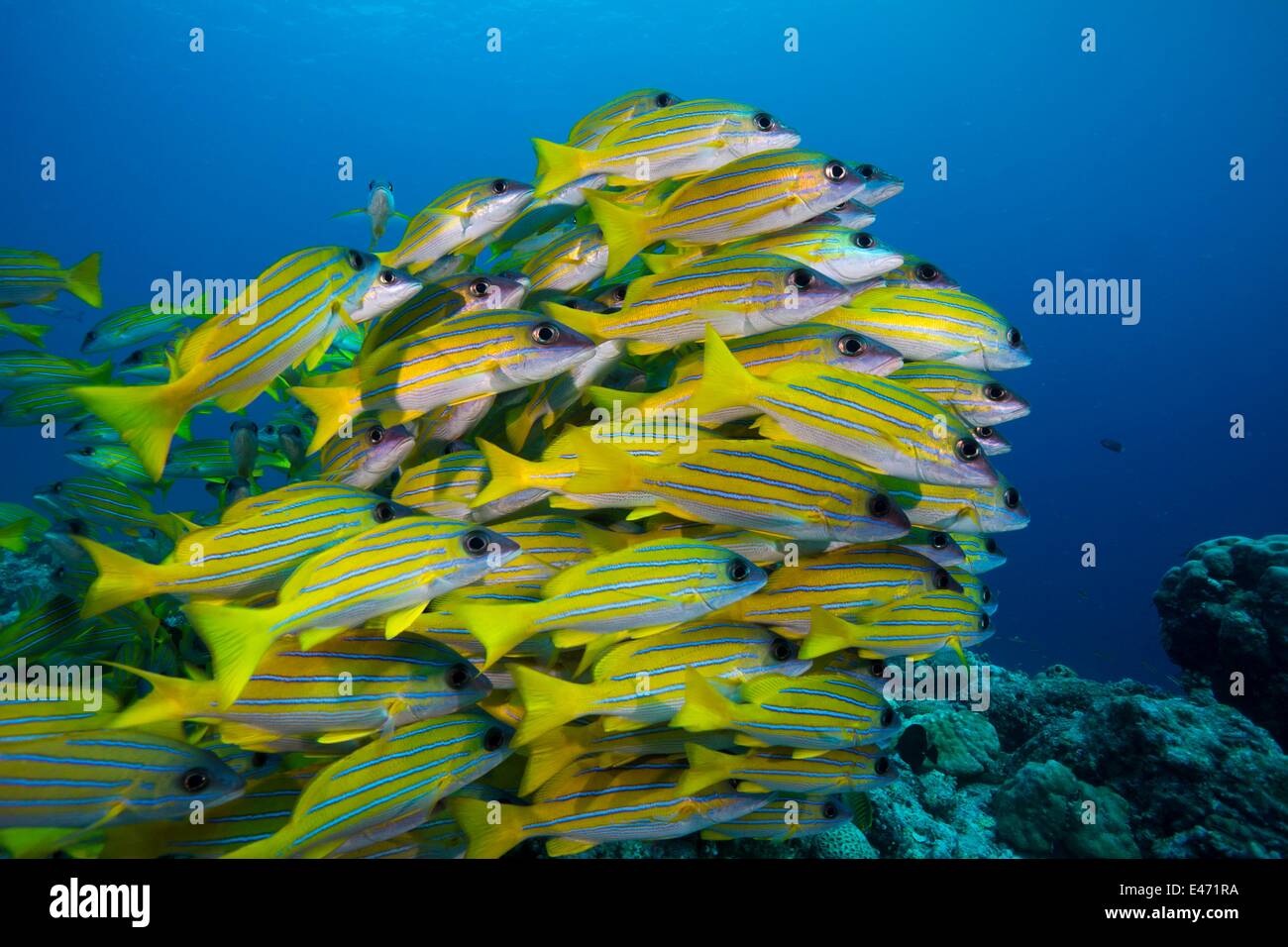 Bluelined snappers, (Lutjanus Kasmira), Palau, Ozeanien April 2014 Stock Photo