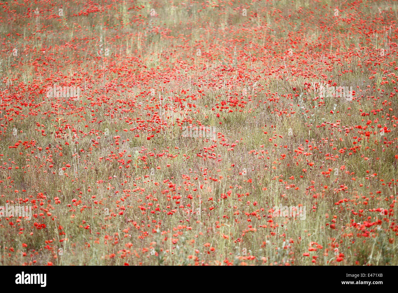 Field of Remembrance poppies Papaver rhoeas Stock Photo