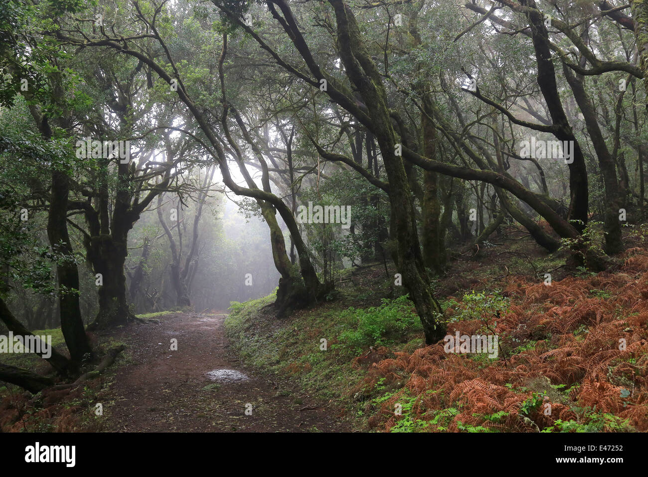 Las Haya, Spain, laurel forest in the national park Garajonay on La Gomera Stock Photo
