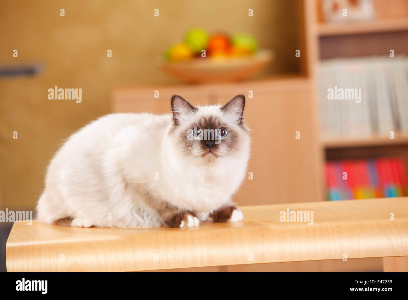 Sacred Cat of Birma, tomcat, seal-point, 6 months |Birmakatze, Kater, seal-point, 6 Monate Stock Photo