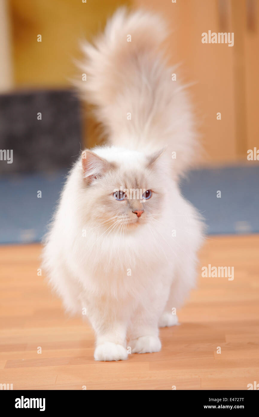 Lilac Point Birman Cat Stock Photos Lilac Point Birman Cat