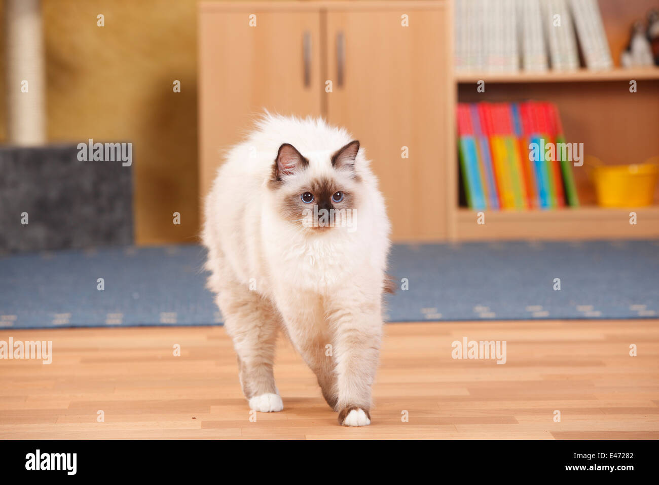 Sacred Cat of Birma, tomcat, seal-point, 6 months, arching his back |Birmakatze, Kater, seal-point, 6 Monate, macht Buckel Stock Photo