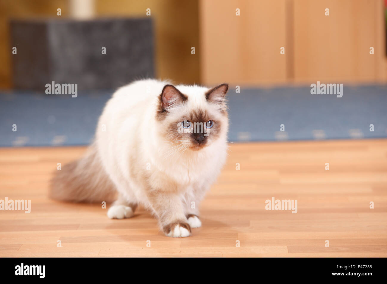 Sacred Cat of Birma, tomcat, seal-point, 6 months |Birmakatze, Kater, seal-point, 6 Monate Stock Photo