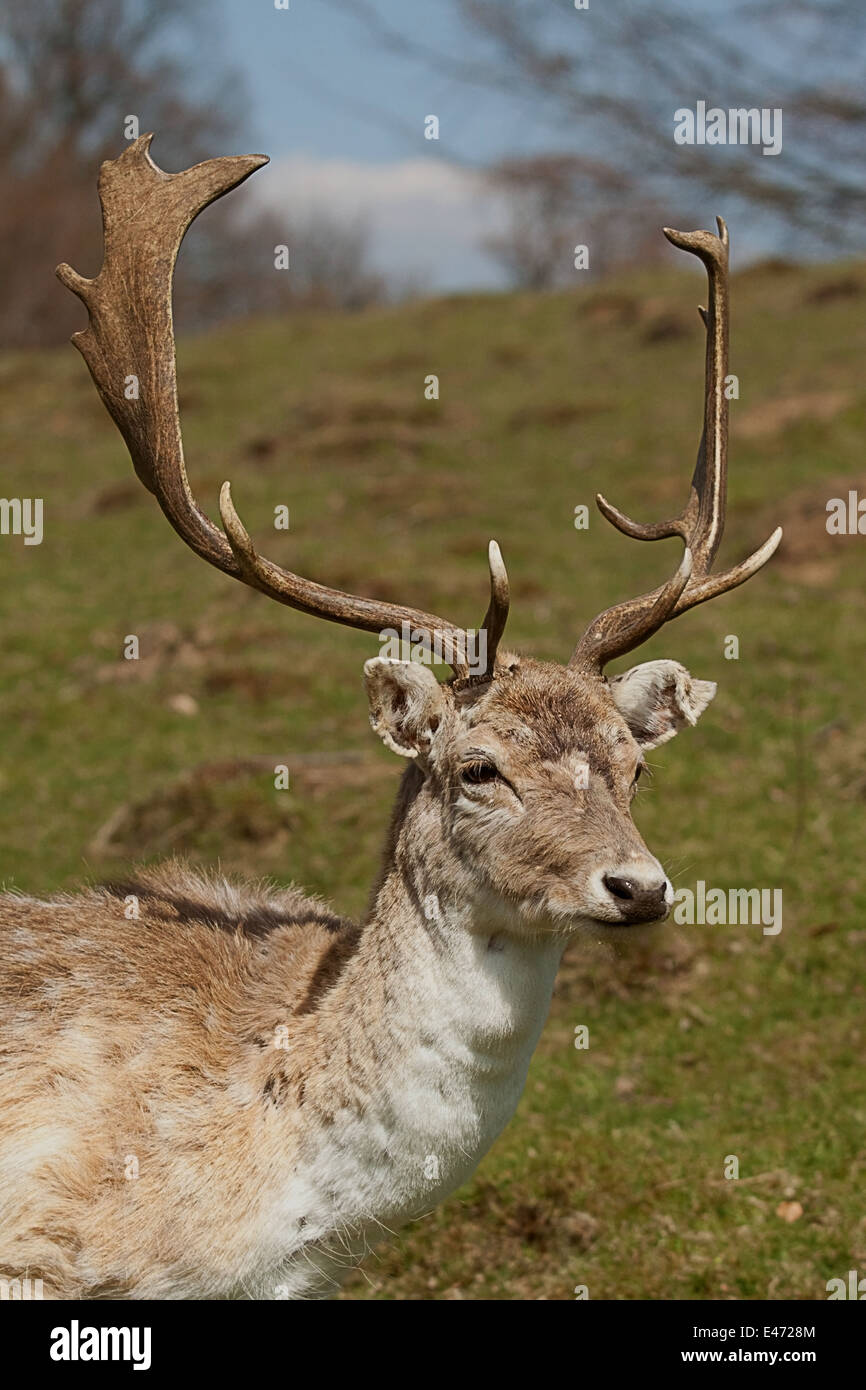 photo of a male deer (stag) Stock Photo