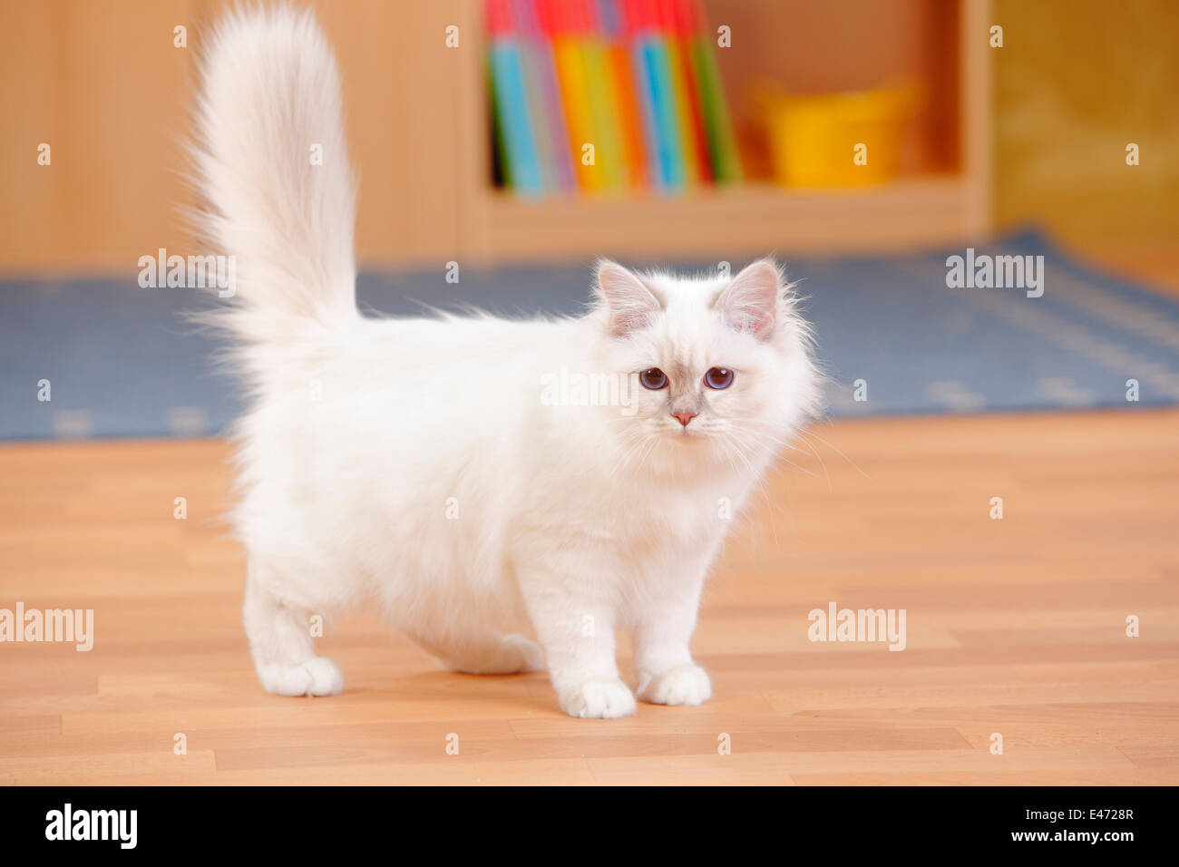 Sacred Cat of Birma, lilac-tabby-point, 5 months |Birmakatze, lilac-tabby-point, 5 Monate Stock Photo