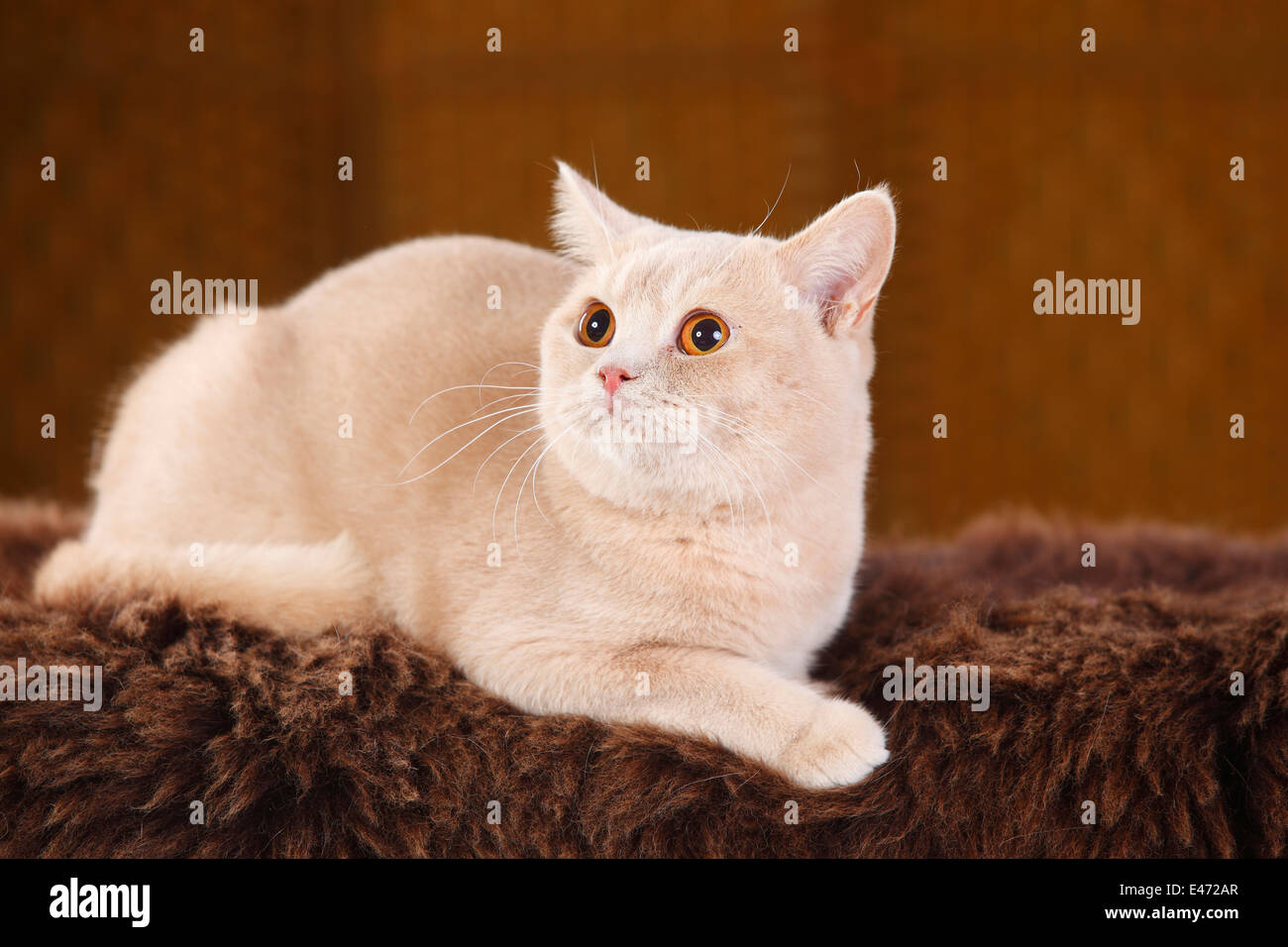 British Shorthair Cat, tomcat, cream |Britische Kurzhaarkatze, Kater, creme / cream Stock Photo