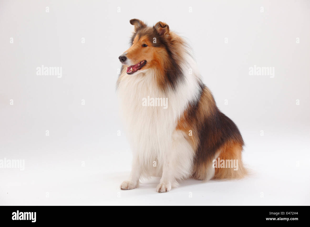 Rough Collie, male |Collie, Ruede Stock Photo