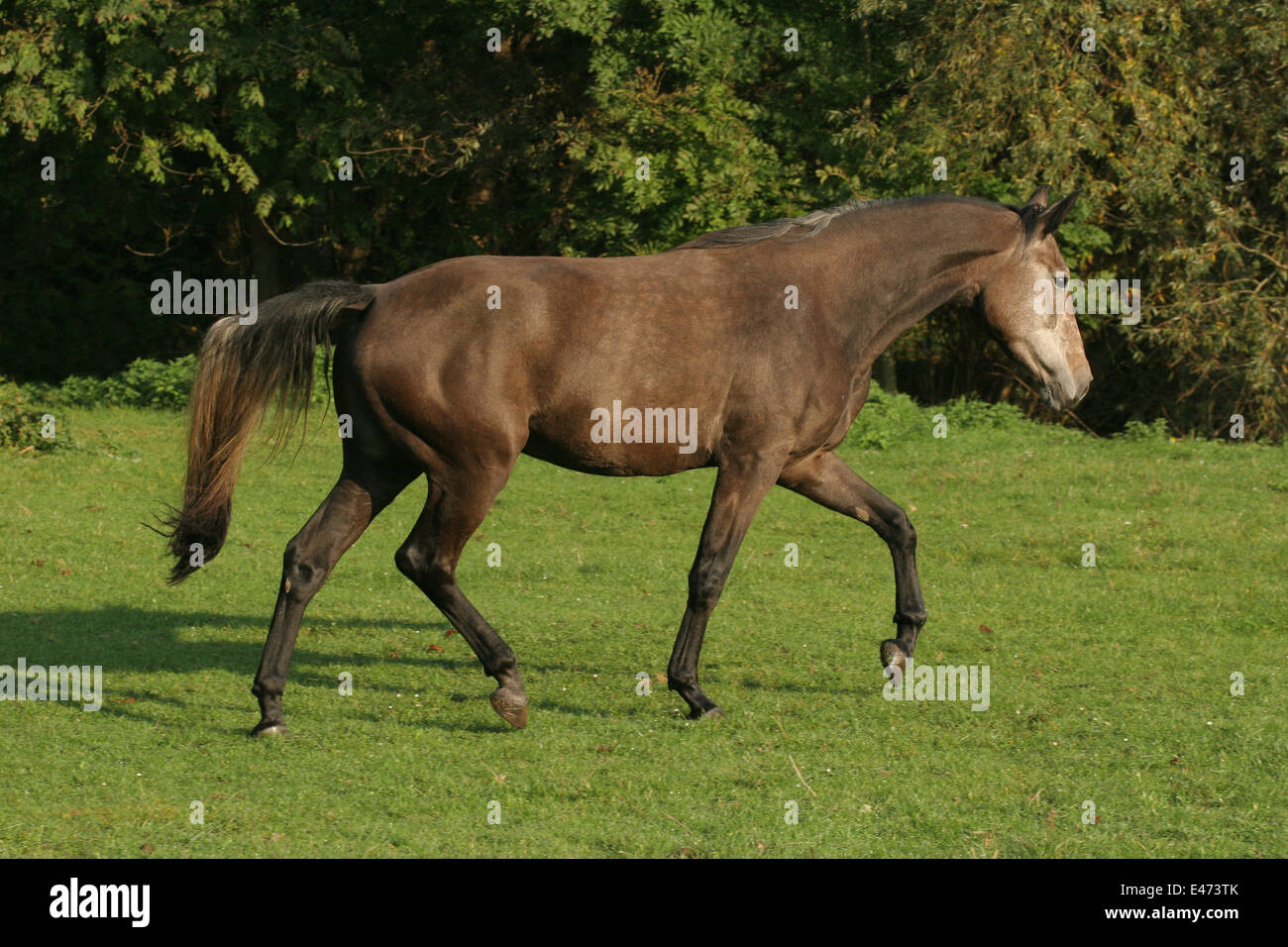Saxony anhalt horse horses hires stock photography and images Alamy
