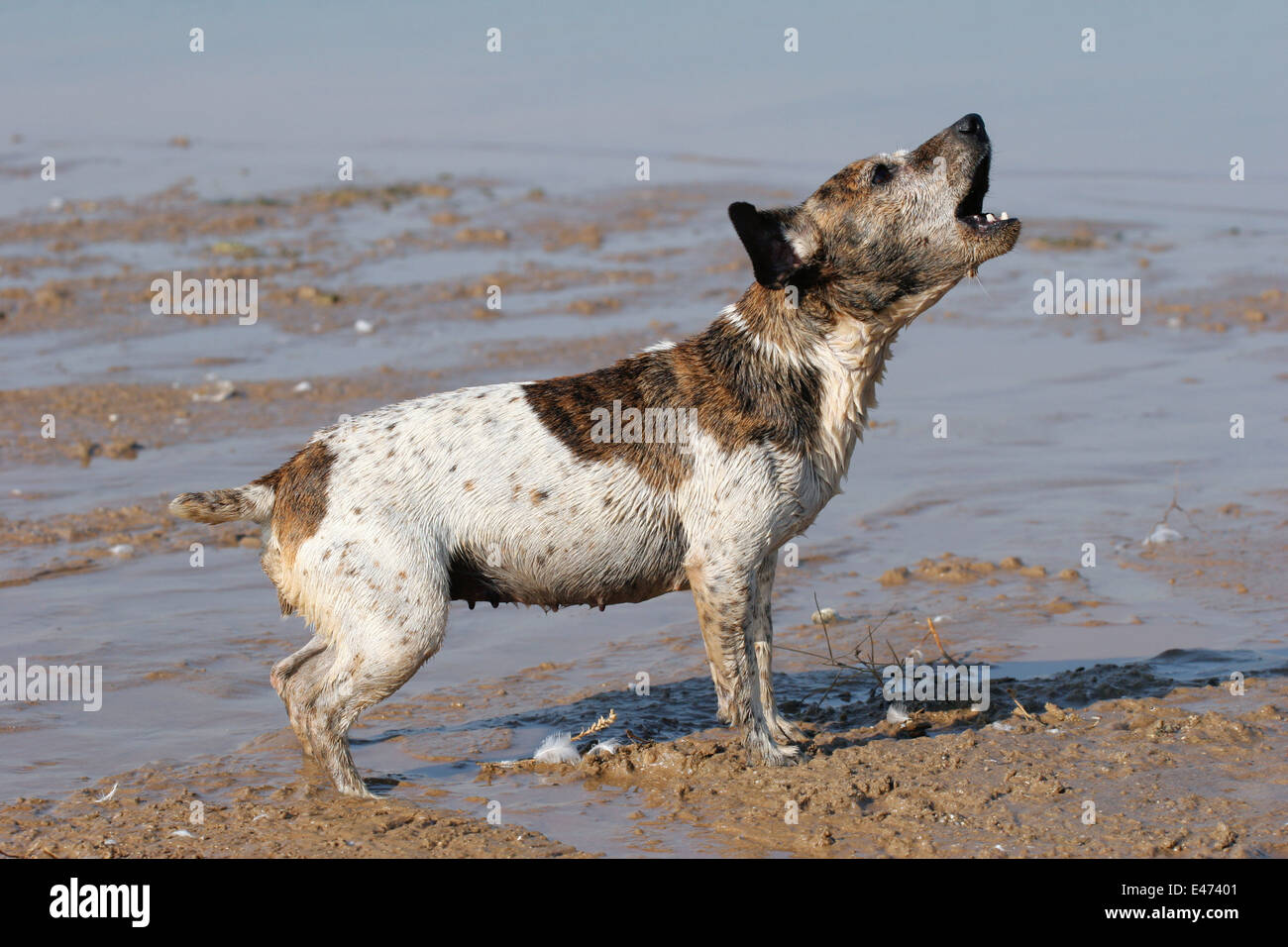 Does Jack Russell Bark A Lot