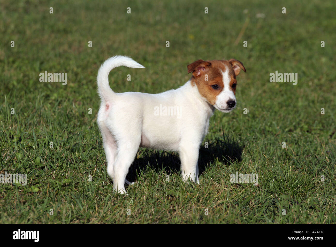 Piebald terrier hires stock photography and images Alamy