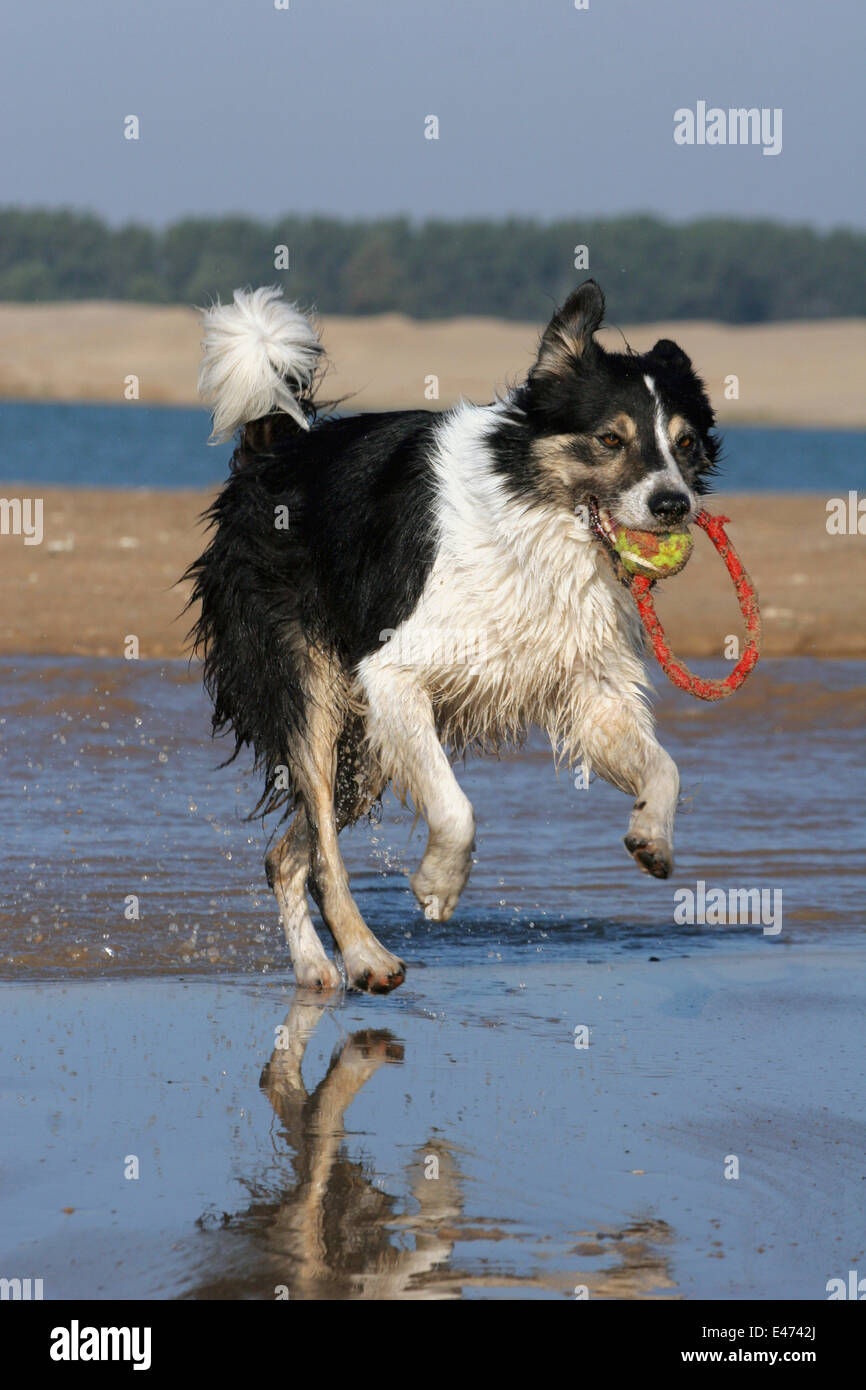running Border Collie Stock Photo - Alamy