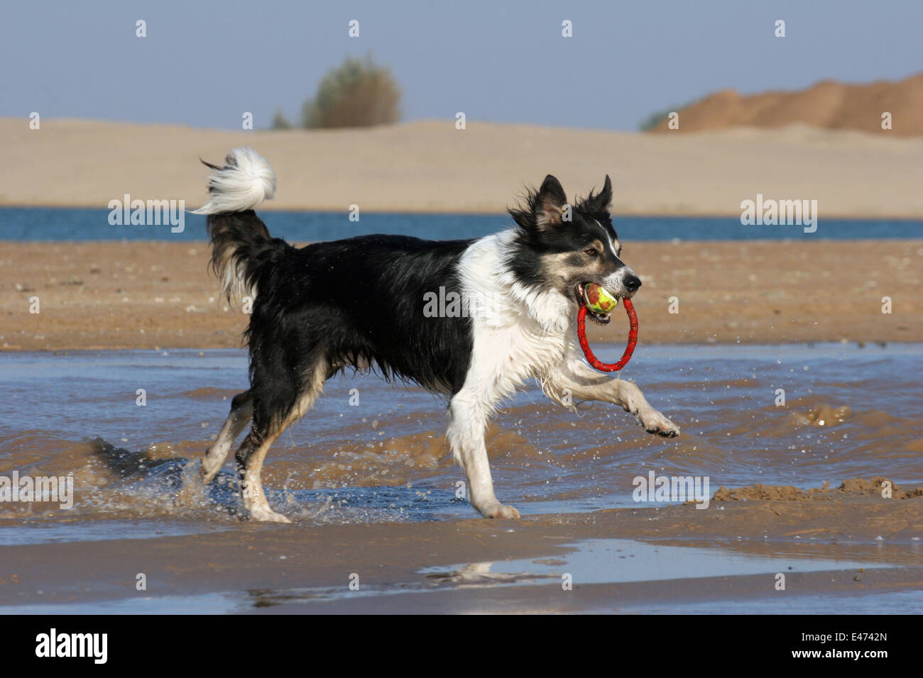 Tricolored collie hi-res stock photography and images - Alamy
