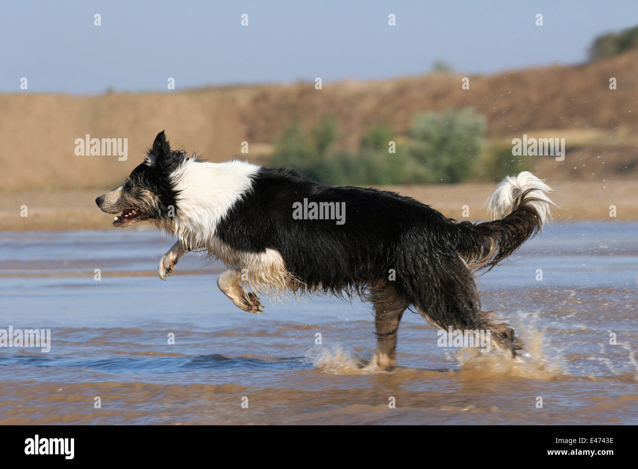 Tricolored collie hi-res stock photography and images - Alamy