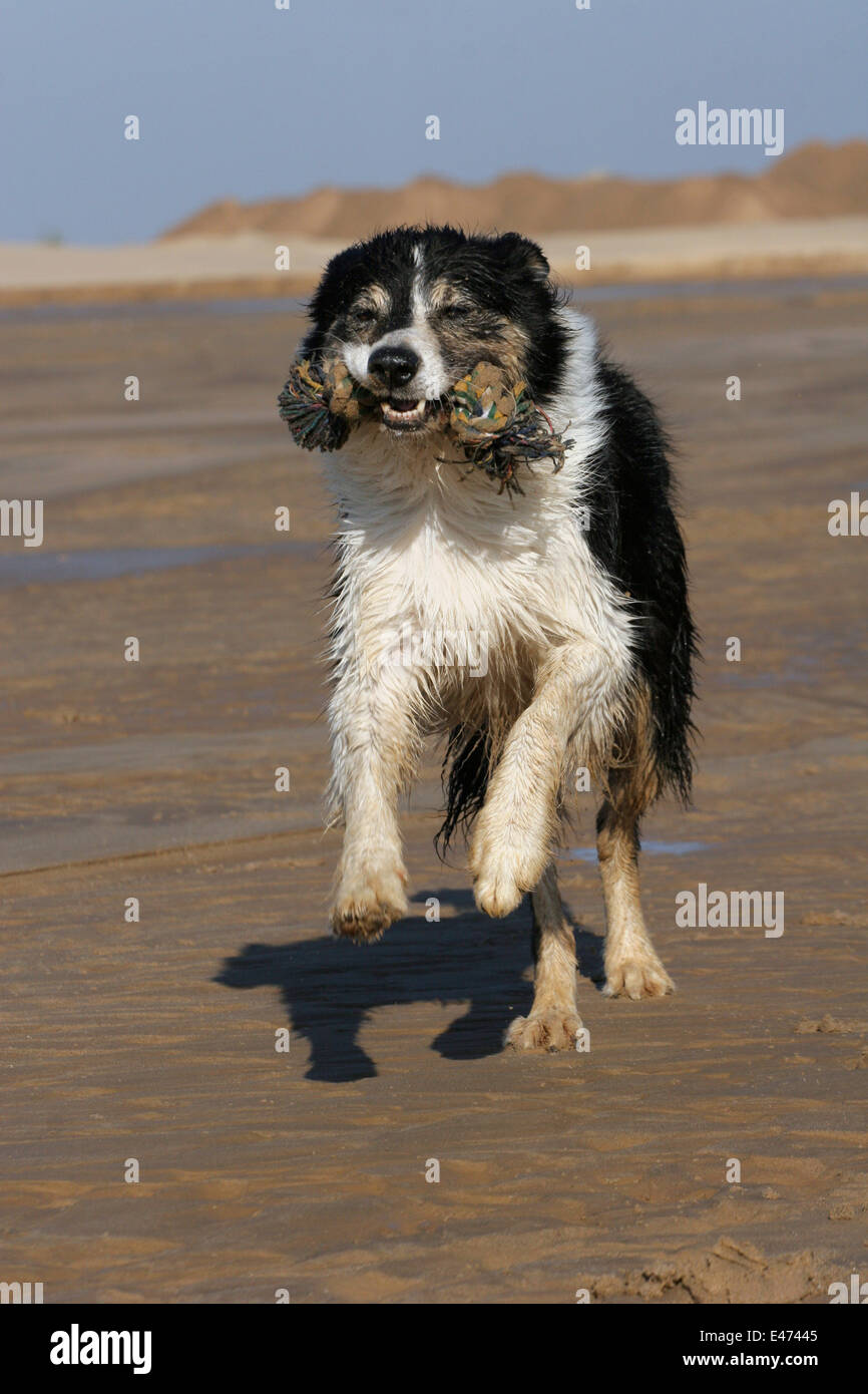 running Border Collie Stock Photo - Alamy